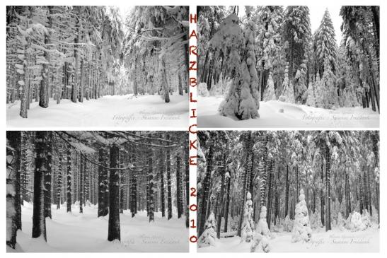 Bäume im winterlichen Harz