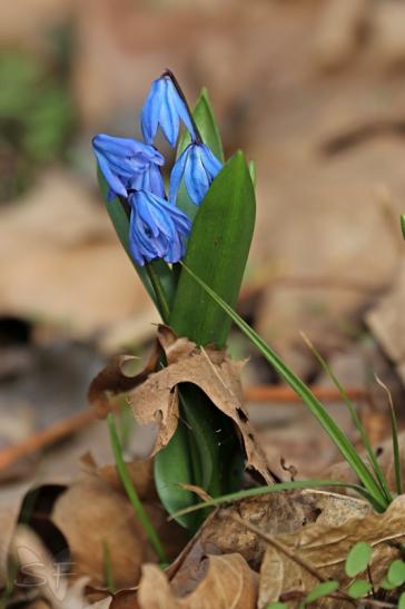 ich liebe diese kleinen blauen Blüten ;-))
