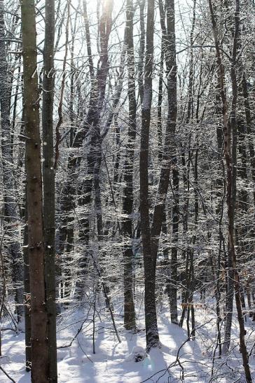 Blick in das Baumdickicht im winterlichen Harz