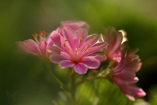 eine Miniblume in einem Gartenbeet