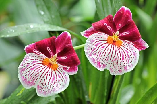 Orchideen & Exoten