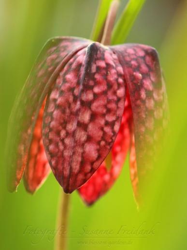 Schachbrettblume (Fritillaria Meleagris)