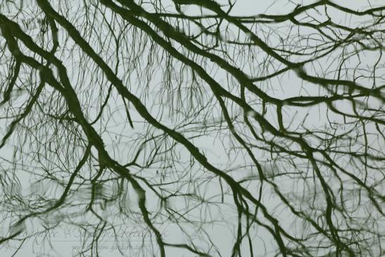 selbst als Spiegelung zeichnen die Bäume mit ihren Ästen Muster in das Wasser